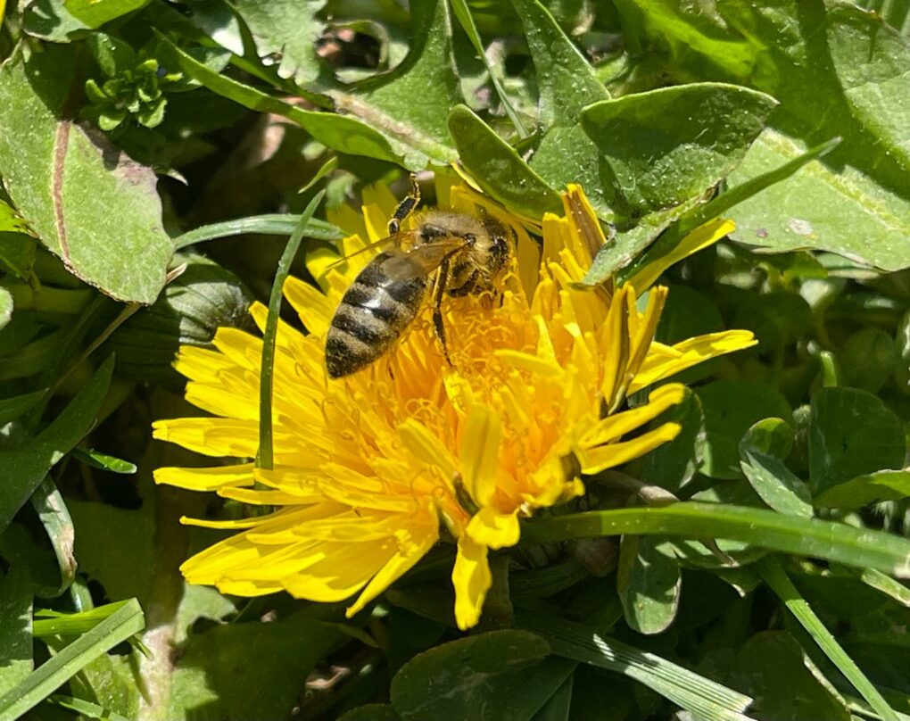 Von Bienchen und Blümchen …#bienen #blumen #bees #flowers #nomowmay #iphone12promax #nofilter #gartenfreude #garden #gardenlove #naturwiese #funkyfifty