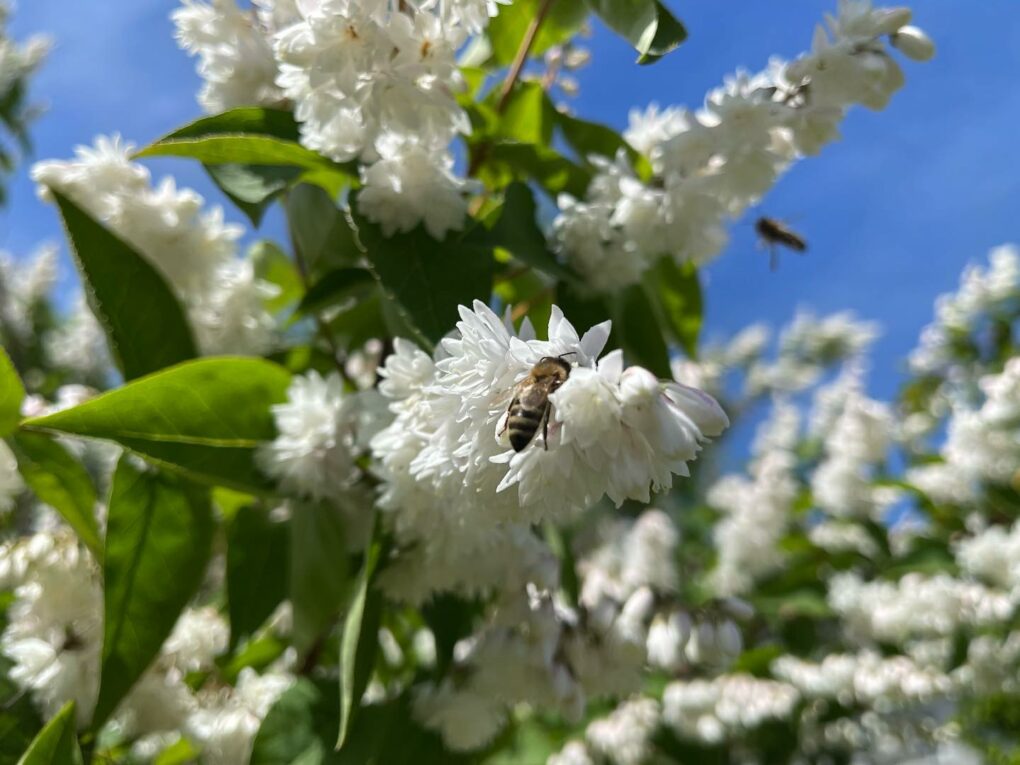 Nächster blühender Hingucker im Garten und Labstelle für die Bienen 🐝: Raue Deutzie #rauedeutzie #deutziascabra #bienen #bees #garten #auftanken #iphone12promax #nofilter #iphonephotography #naturephotography #nature #natur